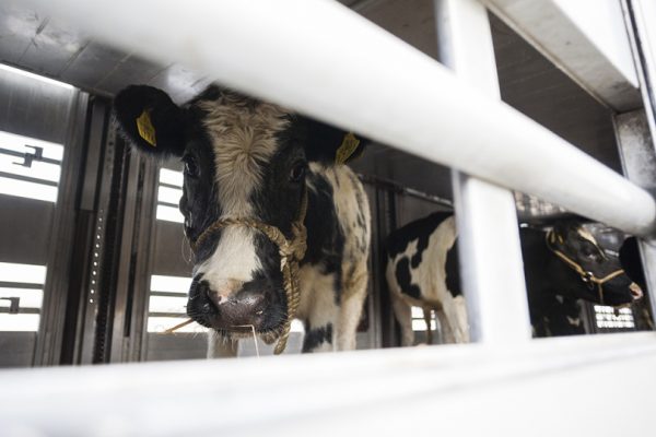Un transport special cu 70 de vaci de lapte din Irlanda,  destinate comunitatilor defavorizate din Transilvania, ajunge pe aeroportul international Traian Vuia din Timisoara.  09.11.2014 ©Cornel Putan