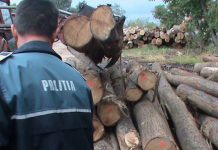 Cherestea “penală”, depistată de polițiștii doljeni