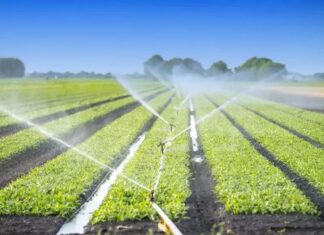 În octombrie, Doljul este pe primul loc în țară la tranzacțiile de terenuri agricole