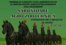 Expoziţie de cabaline şi ovine la Amărăştii de Jos