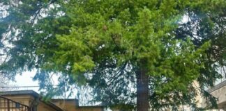 Combaterea delincvenței juvenile, în atenția polițiștilor doljeni