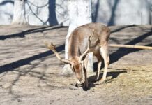 Crăciun între căprioare și ponei, în Parcul “Nicolae Romanescu” din Craiova