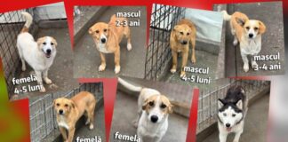 Târg de adopții canine la Craiova