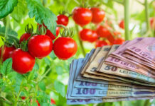 Din 2 februarie începe „Programul Tomata 2026”