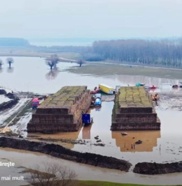Există nervi şi la Cetate!