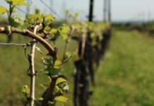 Anularea ordinului MADR prin care a fost oprit sistemul antigrindină