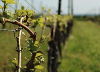 Anularea ordinului MADR prin care a fost oprit sistemul antigrindină