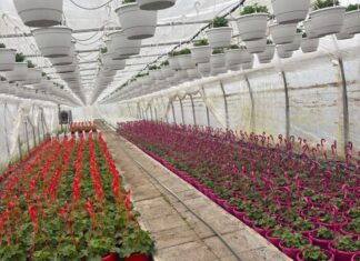 Floricultură… la Fărcaş (Dolj)
