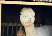 Bucurie pentru copii : s-a născut un pui de alpaca în Valea Ciutelor din Parcul “Nicolae Romanescu” din Craiova
