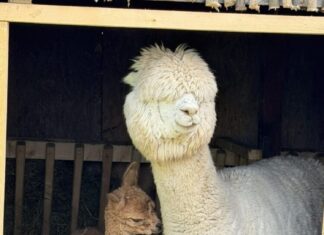 Bucurie pentru copii : s-a născut un pui de alpaca în Valea Ciutelor din Parcul “Nicolae Romanescu” din Craiova