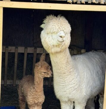 Bucurie pentru copii : s-a născut un pui de alpaca în Valea Ciutelor din Parcul “Nicolae Romanescu” din Craiova