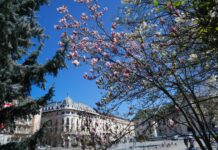 Craiova oraşul magnoliilor