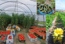 Ca niciodată, Doljul!