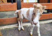 Pui de ponei, la Hipodromul din Craiova