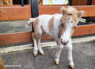 Pui de ponei, la Hipodromul din Craiova