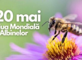 20 mai Ziua mondială a apiculturii