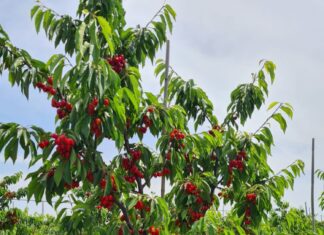 Ghidici: Producţie de cireşe ca niciodată!