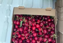 Cireşele de Ghidici sunt… coapte