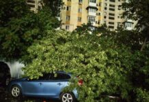 Copaci căzuți, intervenții ale pompierilor