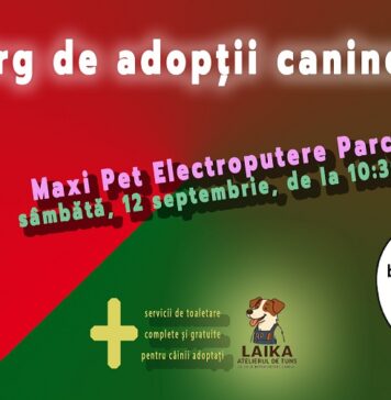 Târg de adopții canine la Craiova