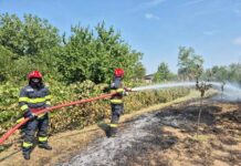 Arde vegetația uscată în Dolj : peste 270 ha mistuite de flăcări, într-o singură zi