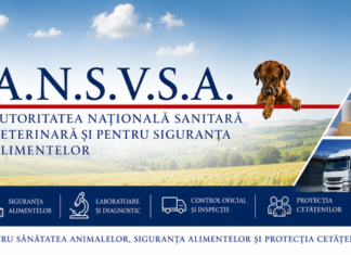 Transport ilegal de porci, depistat la Filiași